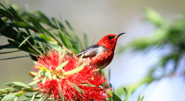 A scarlet honeyeater sits on a bottlebrush branch. Photo by Les Cosier. 
